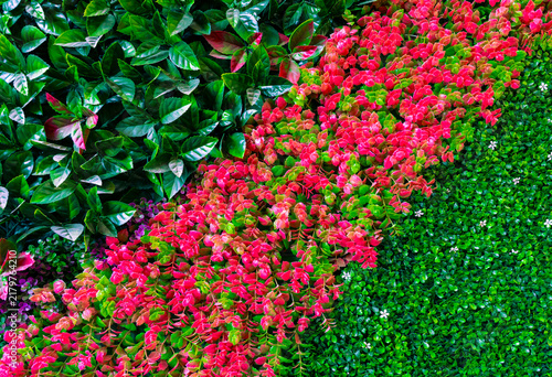 Canvastavla Vibrant red and green foliage creating a natural background