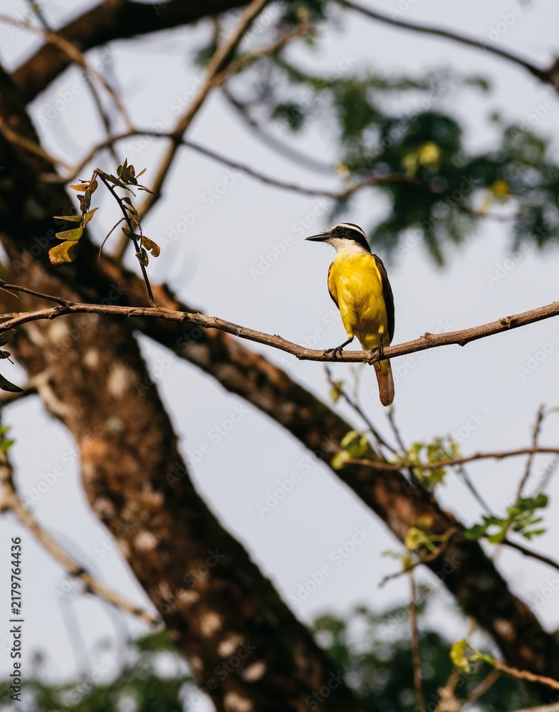 Fototapeta premium Yellow bird