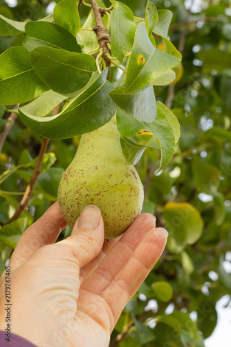 Pear being picked from the tree. Fruit picking. English orchard. 