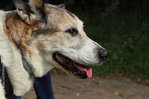 Foto Profile Of An Elderly Dog Showcasing Its Unique Character And Gentle Nature