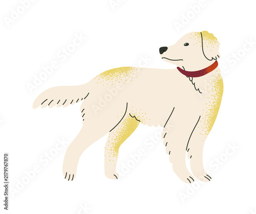 An illustration of a cute Golden Retriever. It is a medium-sized dog and a family pet.
