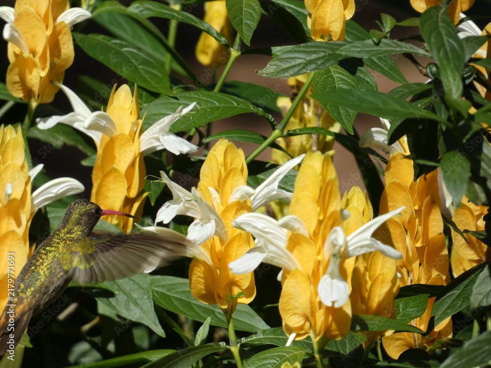 Obraz premium Wild Gilded Hummingbird Among Golden Yellow Flowers