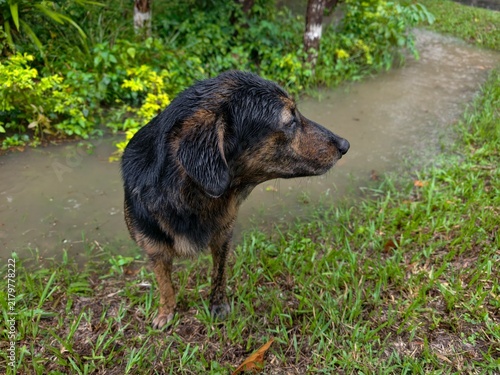 A cute and healthy dog.