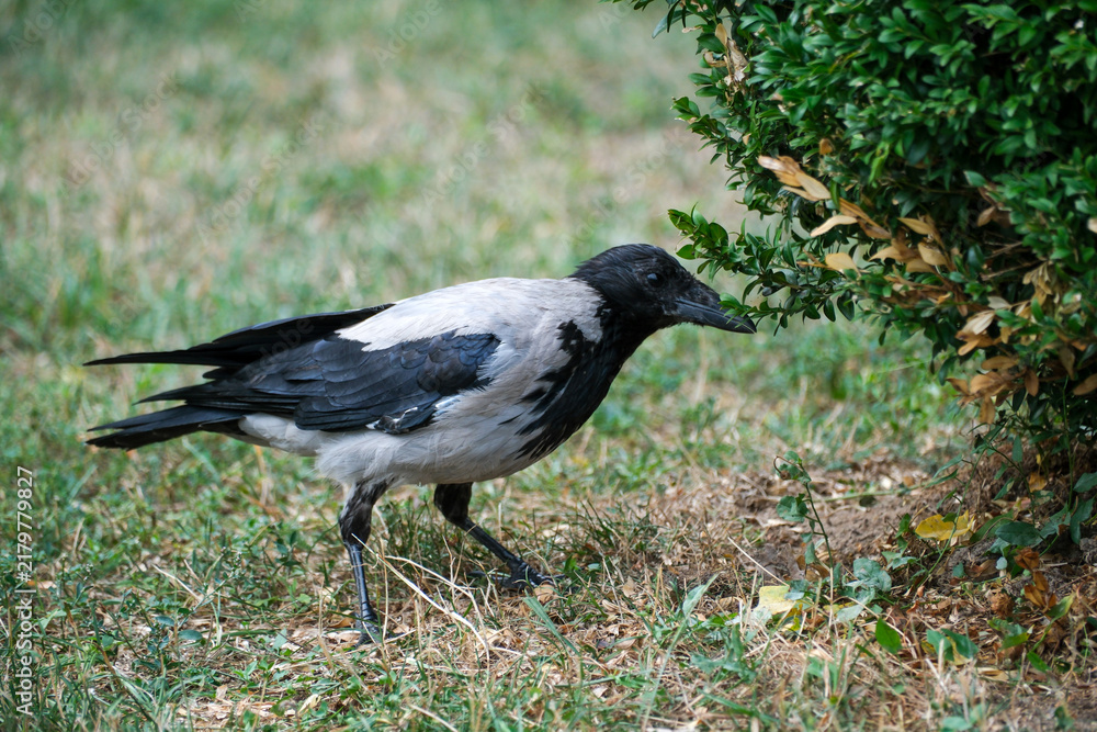 Fototapeta premium Hooded Crow Foraging Near Garden Shrub