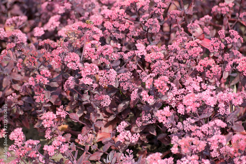 Obraz premium Dense Field of Pink Sedum Flowers in Bloom