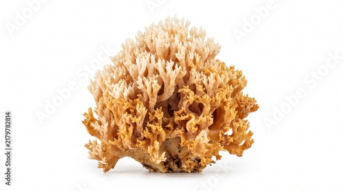 Intricate coral fungus specimen with delicate branching growth and natural ivory to ochre tones, ideal for mycology, ecology, botanical, and nature concepts. Isolated on White background.