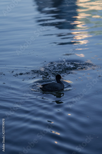 Foto A black coot swimming on calm blue water with ripples