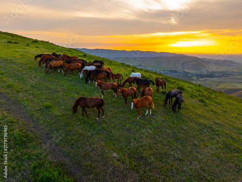 Cuadro en lienzo Herd of free-range grass-fed Horses Grazing on Grassy Hillside at Sunset
