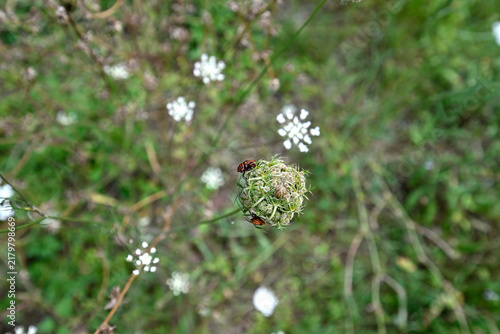 Bild auf Leinwand Mating red bugs on white blossom