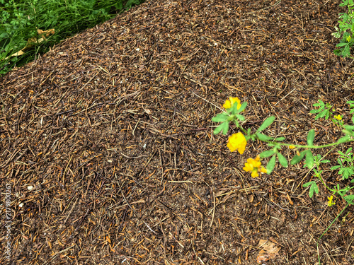 Foto Close up of large forest anthill with pine needles and yellow flowers