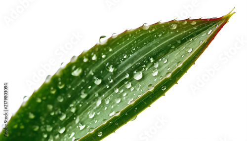 Large green aloe vera leaf with water drops isolated on clean white background art.