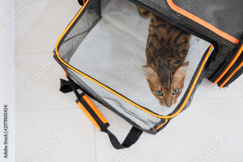 Curious Bengal Cat Sits Inside Black Mesh Pet Carrier With Orange Trim On Light Tile Floor, Viewed From Above. Image Shows Domestic Pet Transport, Travel Safety, Comfort,