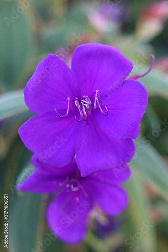 Prinzessinnenblume
