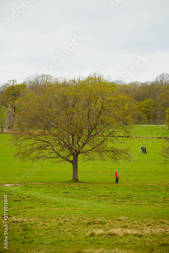 Photography Lone tree stands in open green grassland with distant walkers in Richmond Park, London