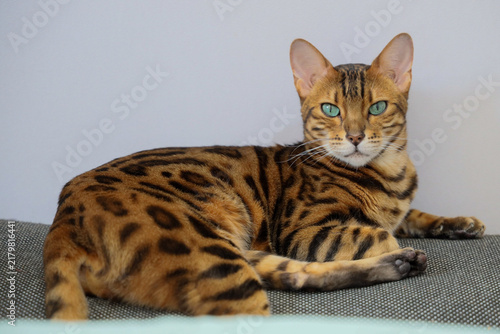 Bengal cat lying on a blanket looking at camera at home