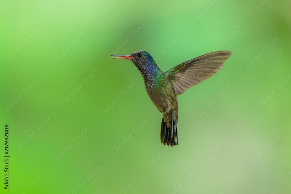 Obraz premium A White-chinned Sapphire (Hylocharis cyanus) hummingbird captured mid-flight with wings swept back against a smooth green background in Brazil.