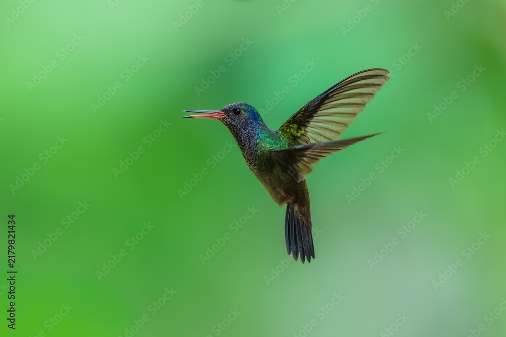 Fototapeta premium A White-chinned Sapphire (Hylocharis cyanus) hummingbird captured mid-flight with wings swept back against a smooth green background in Brazil.