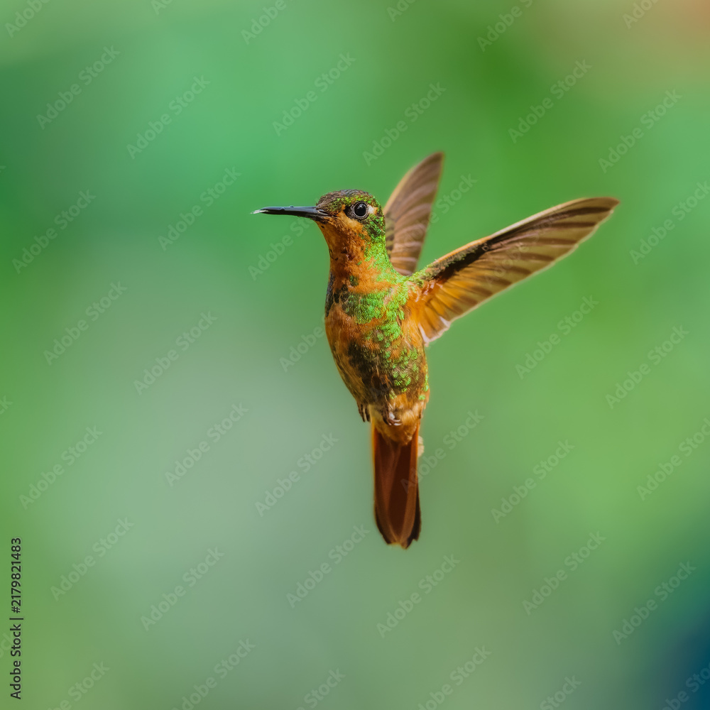 Obraz premium Brazilian Ruby hummingbird (Clytolaema rubricauda) captured in mid-flight hovering with wings spread against a blurred green natural background in the Atlantic Rainforest of Brazil.