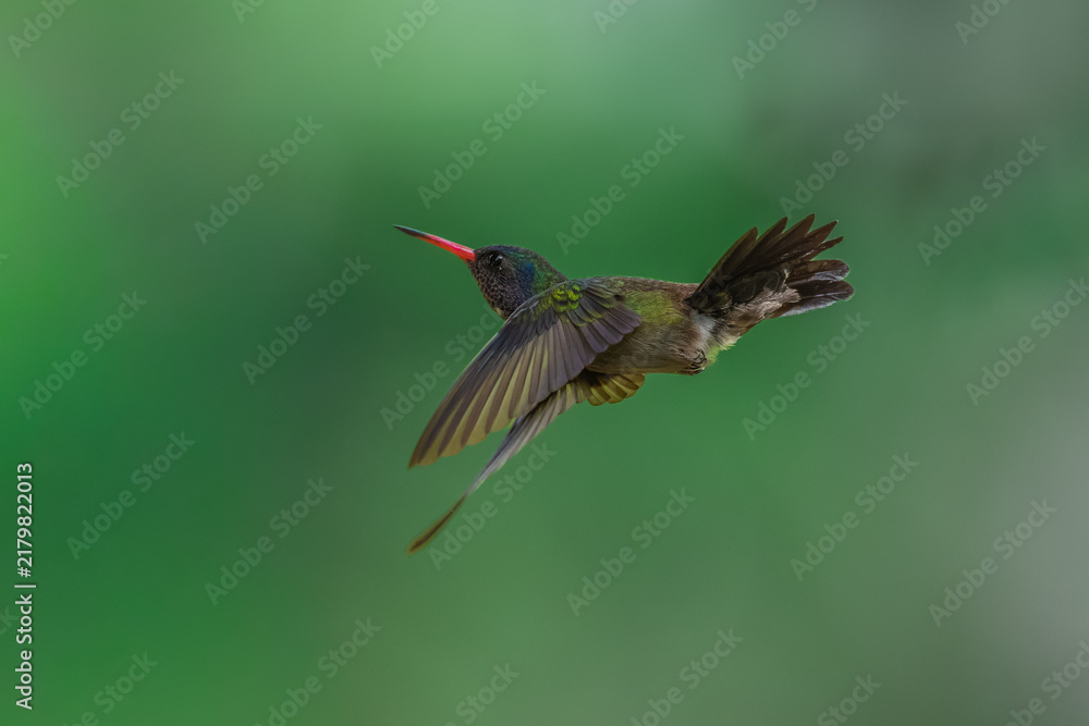 Fototapeta premium A White-chinned Sapphire (Hylocharis cyanus) hummingbird captured mid-flight with wings swept back against a smooth green background in Brazil.