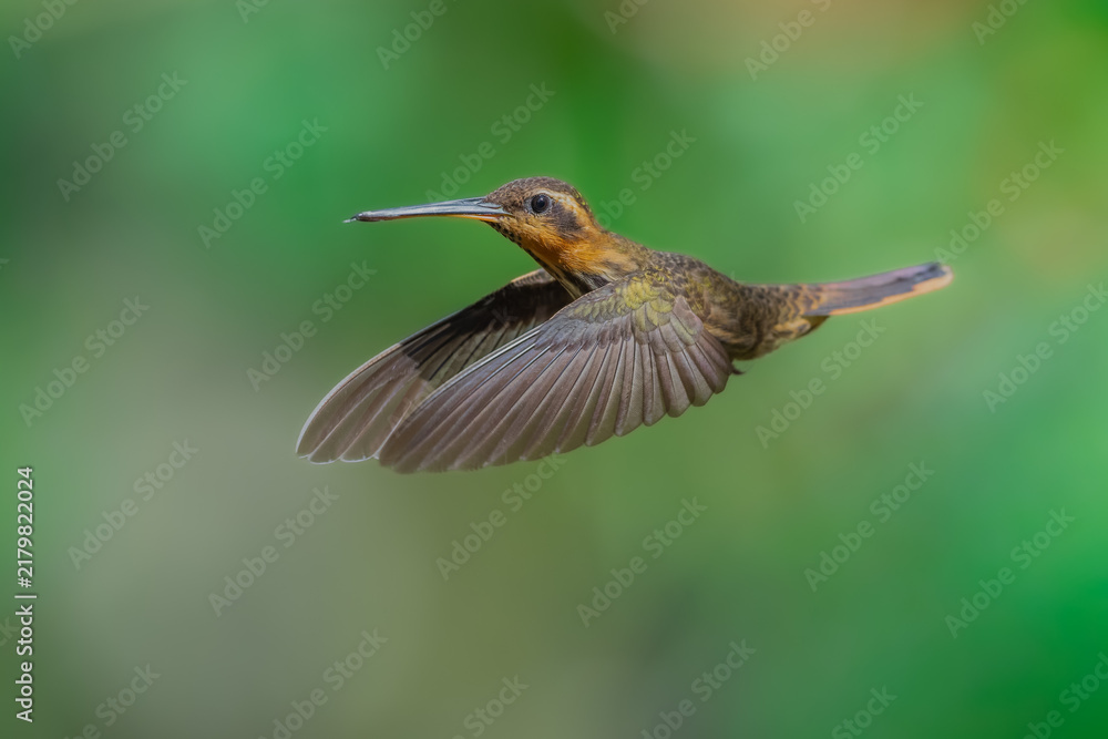 Obraz premium Saw-billed Hermit (Ramphodon naevius) hovering in flight with tongue extended, Atlantic Forest, Brazil.