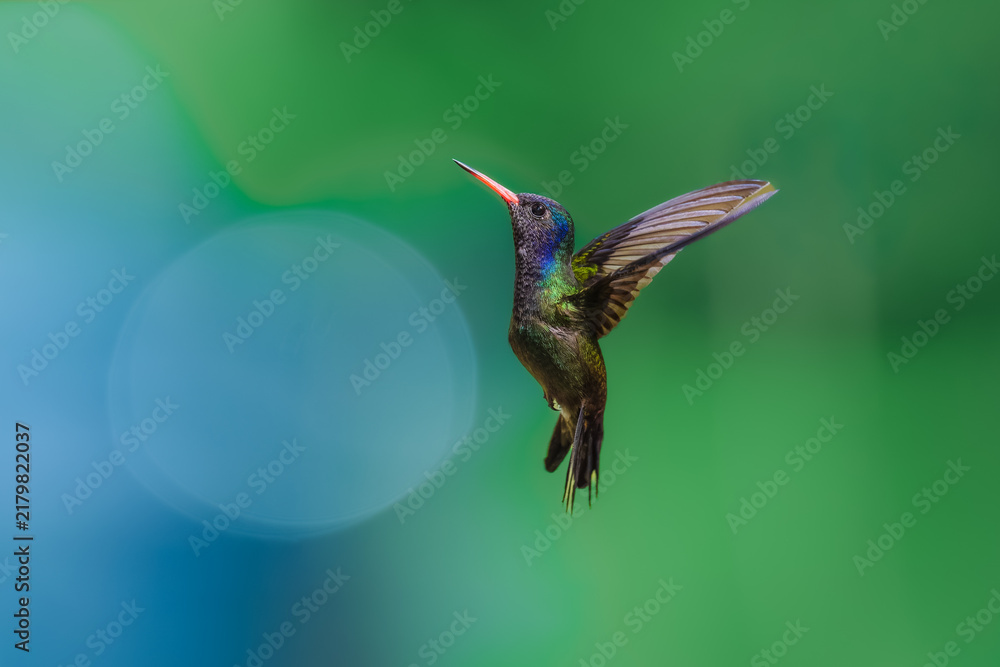 Obraz premium A White-chinned Sapphire (Hylocharis cyanus) hummingbird captured mid-flight with wings swept back against a smooth green background in Brazil.