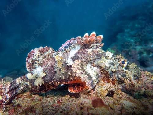 Foto Venomous scorpionfish perfectly camouflaged against rocky coral seabed underwater
