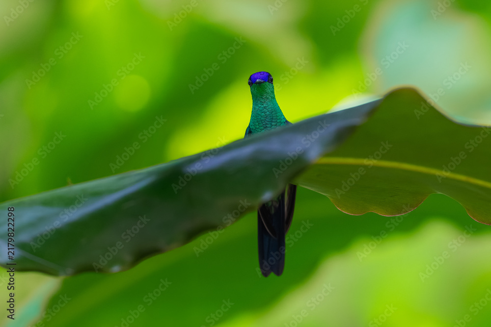 Fototapeta premium A Violet-capped Woodnymph (Thalurania glaucopis) hummingbird partially hidden behind a large green tropical leaf in Brazil.