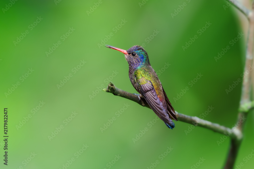 Fototapeta premium A White-chinned Sapphire (Hylocharis cyanus) hummingbird perched delicately on a thin branch against a smooth green background in Brazil.