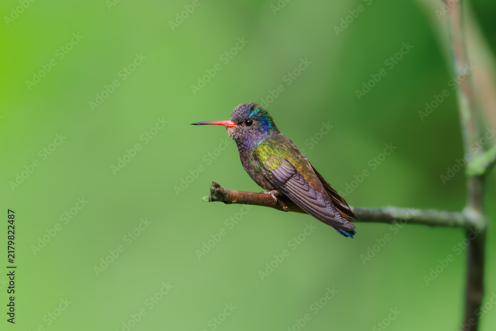 Obraz premium A White-chinned Sapphire (Hylocharis cyanus) hummingbird perched delicately on a thin branch against a smooth green background in Brazil.