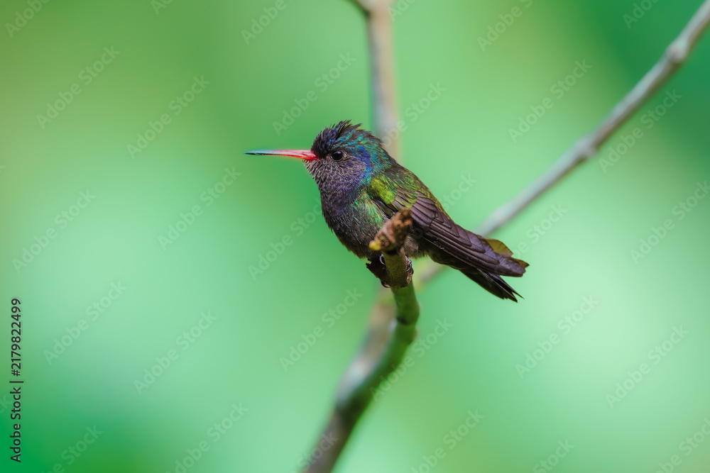 Obraz premium A White-chinned Sapphire (Hylocharis cyanus) hummingbird perched delicately on a thin branch against a smooth green background in Brazil.