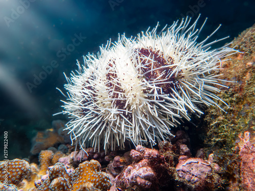 Foto White spined sea urchin resting on coral substrate captured in underwater macro shot