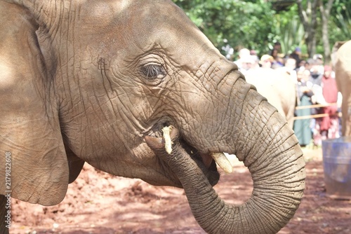 Принти на полотні Baby elephant