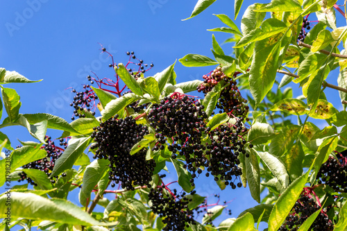 Closeup of black elderberries outdoors. A sunny summer day.