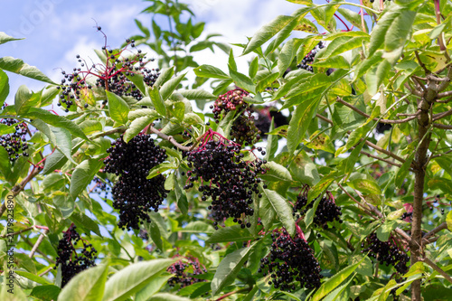 Closeup of black elderberries outdoors. A sunny summer day.