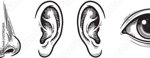 Detailed black and white engraving style of human facial including a nose, two ears, and an eye, isolated on white