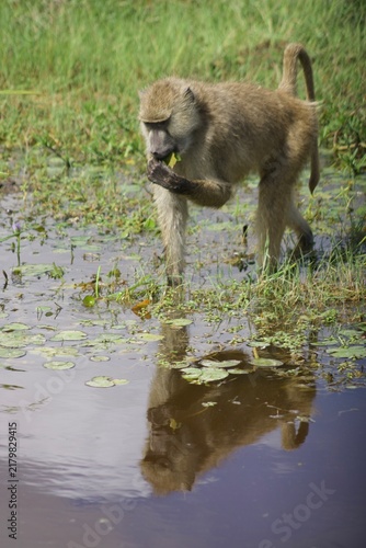 Photography Baboon in water