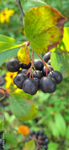 Aronia melanocarpa or black chokeberries on a green natural background; close up