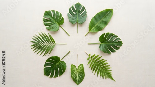 Variety of tropical monstera palm and fern leaves arranged in a circle on white background