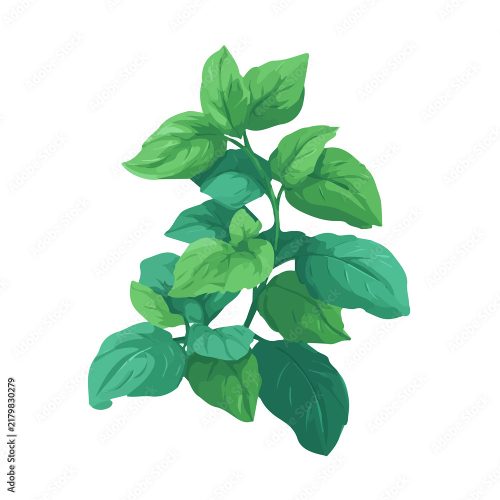Fototapeta premium Flat 2D minimalist illustration of a Holy Basil, modern vector design with white background.
