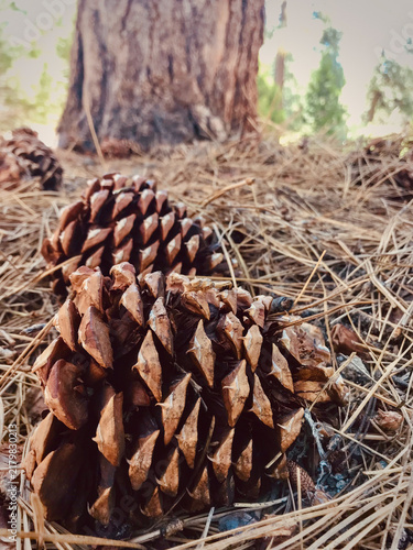 Pinecones Resting on Sunlit Forest Floor
