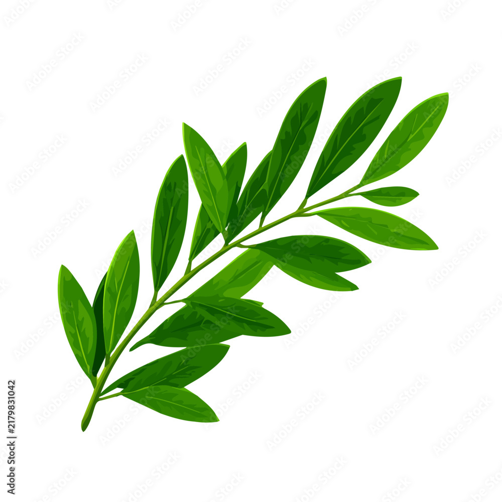 Fototapeta premium Olive Leaf — flat 2D vector artwork created in a clean, modern, and minimal style on white background.