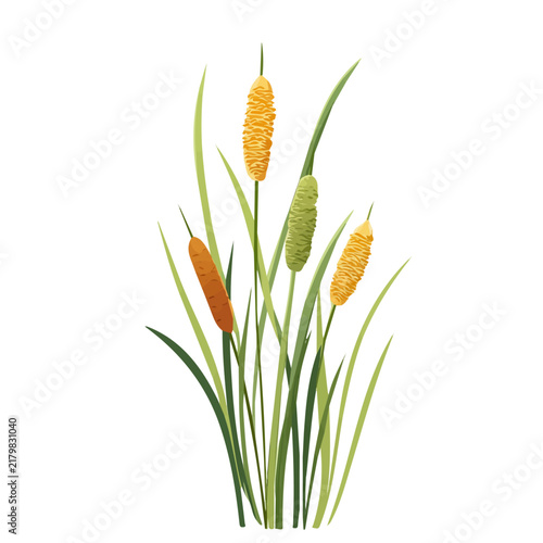 Принти на полотні Flat 2D minimalist illustration of a Bulrush, modern vector design with white background
