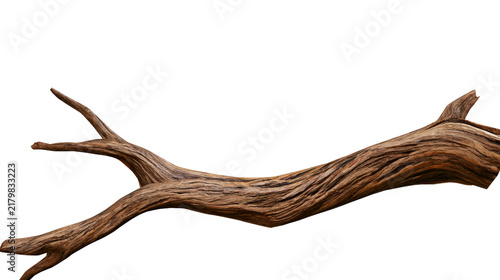 Dry wooden tree branch isolated on transparent background for png digital design projects