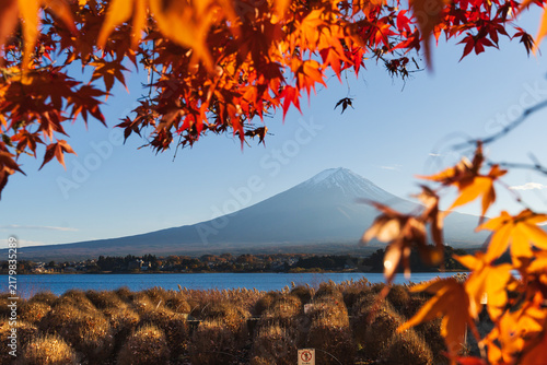 Cuadro en lienzo Mount Fuji Beyond a Golden Autumn Landscape - 
Mount Fuji appears beyond golden pampas grass and vivid autumn foliage near Lake Kawaguchi in Japan