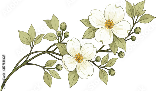 Elegant Botanical Vector Illustration of White Dogwood Blossoms on a Branch with Green Leaves and Buds for Classic Floral Greeting Cards and Wedding Invitation Designs