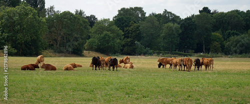 Картината върху платно Domestic cattle grazing in an open, grassy pasture bordered by a line of trees