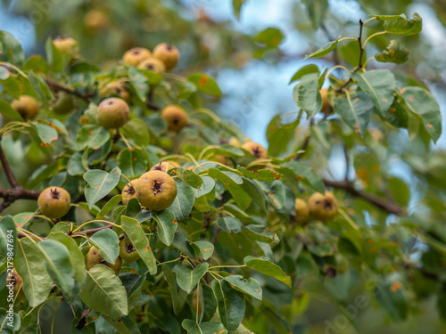 Die Aufnahme zeigt reife Birnen an den Zweigen der Kulturbirne (Pyrus communis).