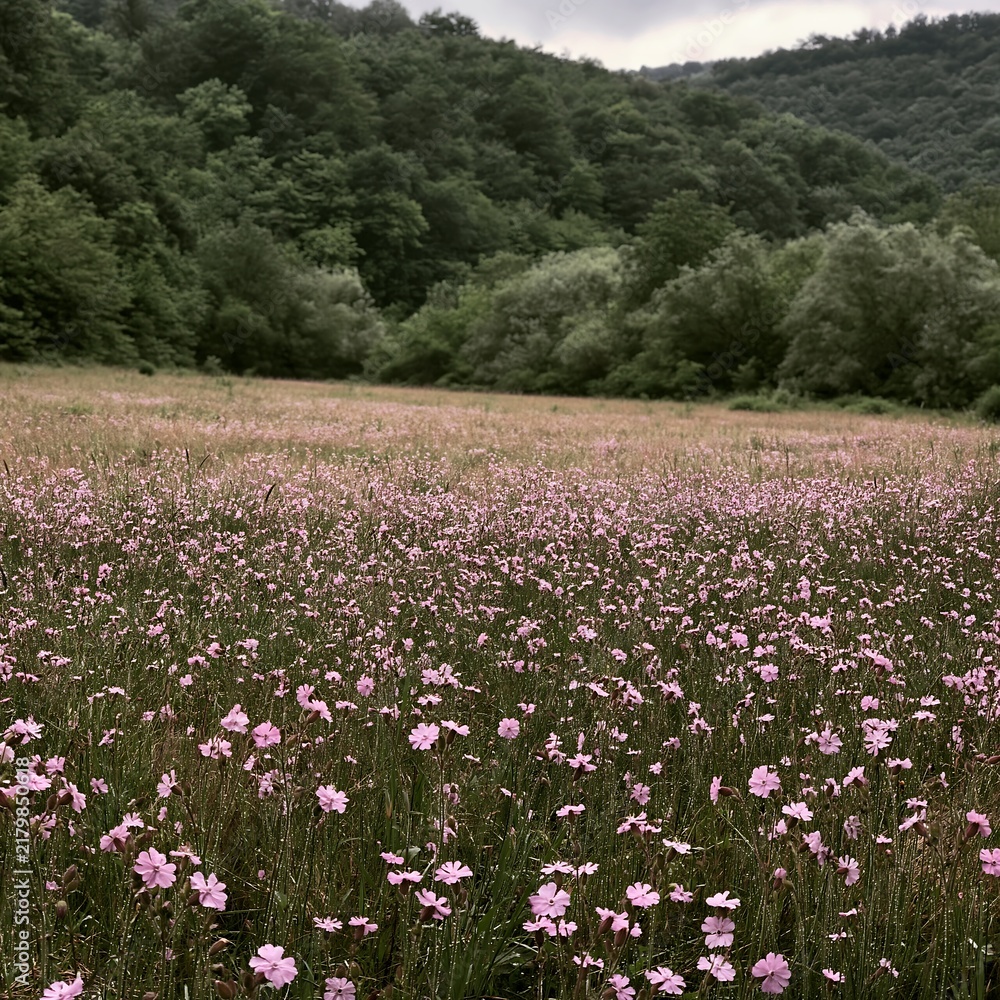 Fototapeta premium Hungarian meadow along wooded valley with blooming flowers