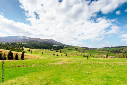 panoramic view of countryside of Ukraine. sunny day. wonderful springtime landscape in Carpathian mountains. grassy field and rolling hills. beautiful rural scenery