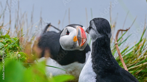 Quadro su tela A rare, heartwarming moment of an Atlantic puffin chick in focus with its mother blurred in the background, bonding outside their nesting burrow in Iceland